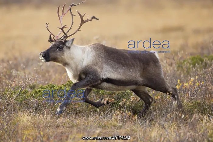 : Reindeer motion : Reindeer motion