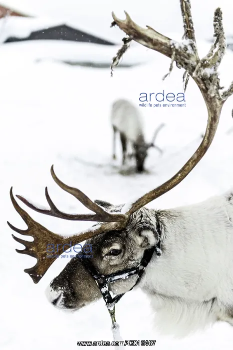  : Reindeer portrait