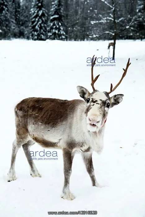 : Reindeer portrait in the snow with forest in the : Reindeer portrait in the snow with forest in the