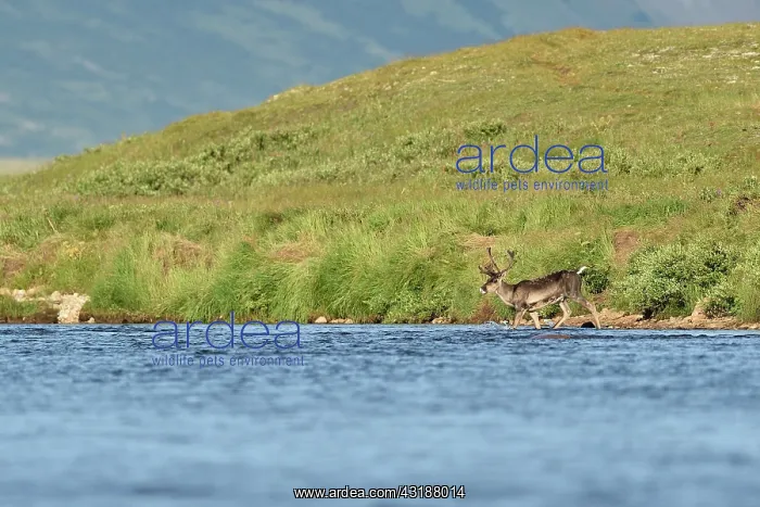 : Reindeer (Rangifer tarandus) on bank, Junction : Reindeer (Rangifer tarandus) on bank, Junction