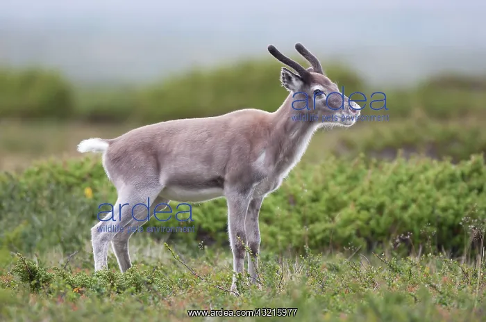 : Reindeer (Rangifer tarandus) calf standing in t : Reindeer (Rangifer tarandus) calf standing in t