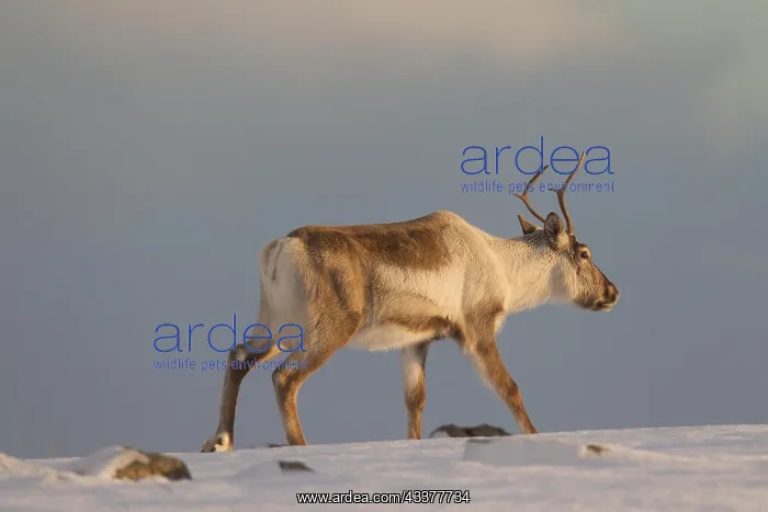 : Reindeer (Rangifer tarandus) foraging in snow covered : Reindeer (Rangifer tarandus) foraging in snow covered