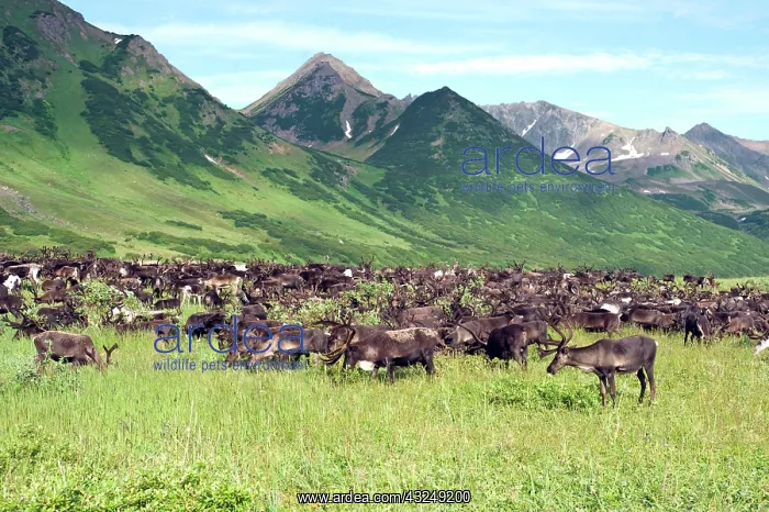 : Reindeer (Rangifer Tarandus) grazing in : Reindeer (Rangifer Tarandus) grazing in