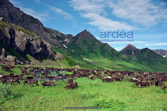 : Reindeer (Rangifer Tarandus) grazing in : Reindeer (Rangifer Tarandus) grazing in