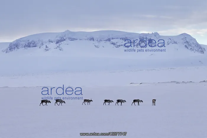 : Reindeer (Rangifer tarandus) herd foraging in snow : Reindeer (Rangifer tarandus) herd foraging in snow