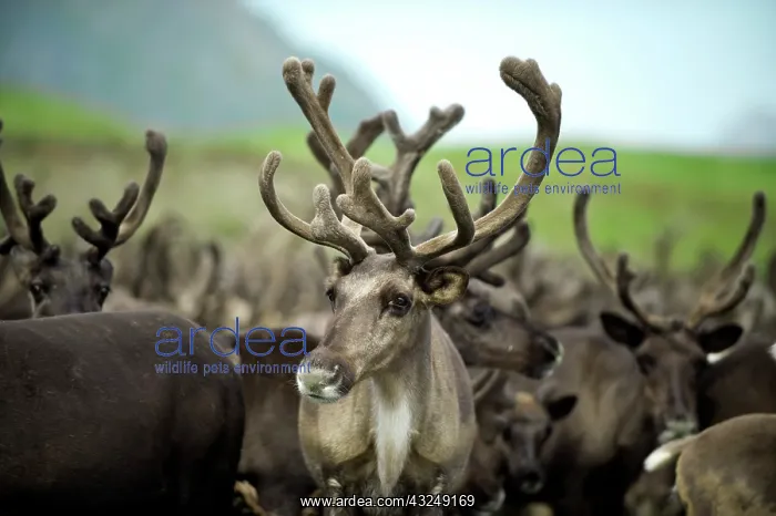 : Reindeer (Rangifer Tarandus) herd, Russian : Reindeer (Rangifer Tarandus) herd, Russian