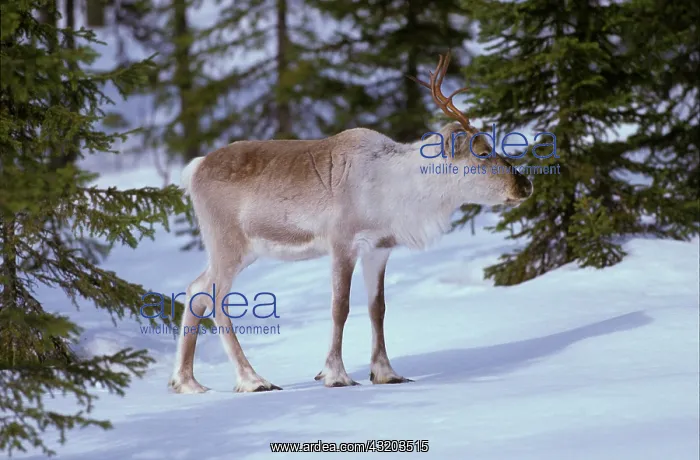 : Reindeer (Rangifer tarandus) on snow : Reindeer (Rangifer tarandus) on snow