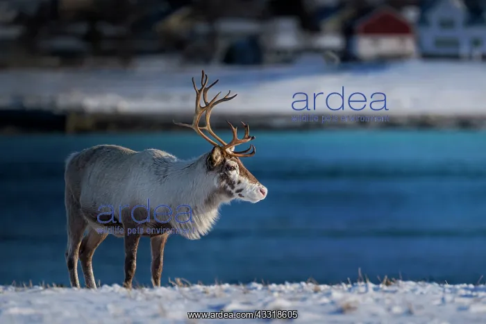  : Reindeer (Rangifer tarandus) in the snow, Kringl