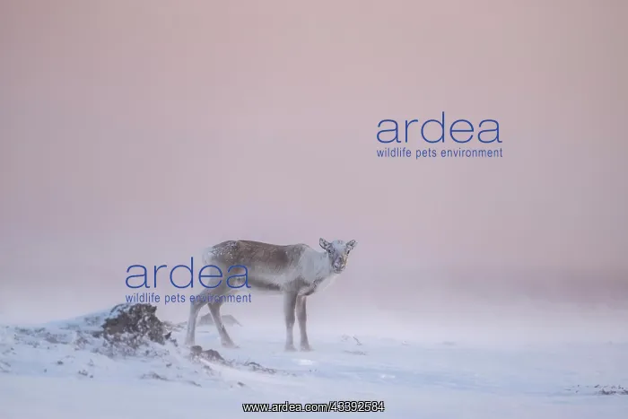  : Reindeer (Rangifer tarandus) in the snow, Varanger