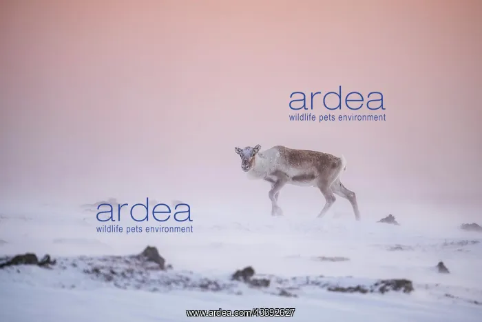: Reindeer (Rangifer tarandus) in the snow, Varanger : Reindeer (Rangifer tarandus) in the snow, Varanger
