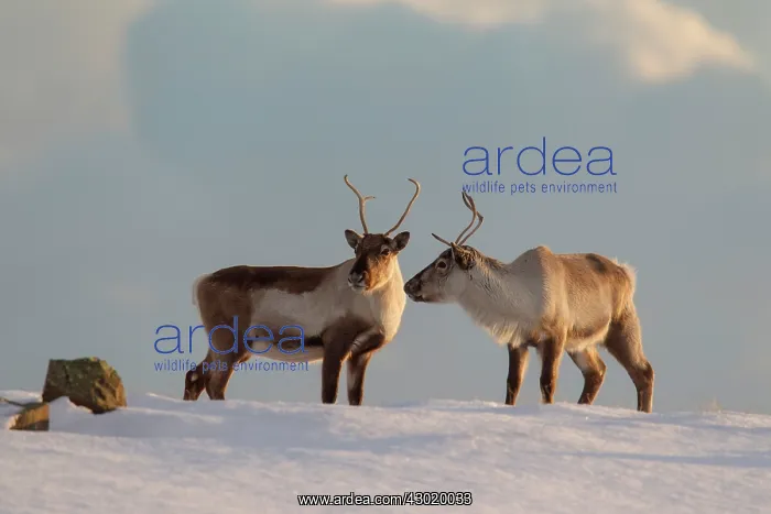 : Reindeer reindeers in snowy landscape : Reindeer reindeers in snowy landscape