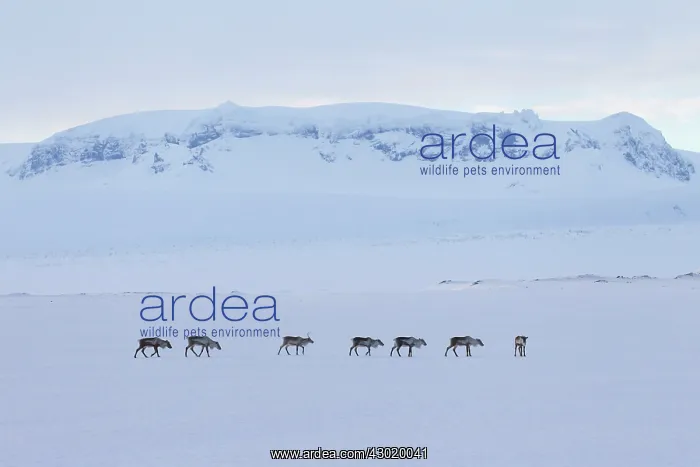 : Reindeer reindeers in snowy landscape : Reindeer reindeers in snowy landscape