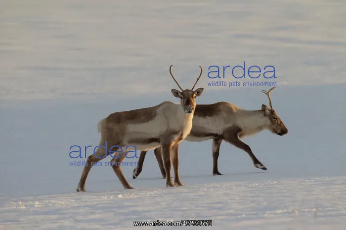 : Reindeer reindeers in snowy landscape : Reindeer reindeers in snowy landscape