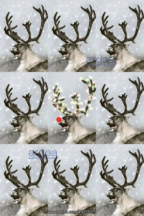 : Reindeer, Rudolph the red-nosed Reindeer : Reindeer, Rudolph the red-nosed Reindeer