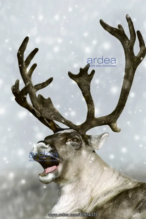 : Reindeer - with snow : Reindeer - with snow