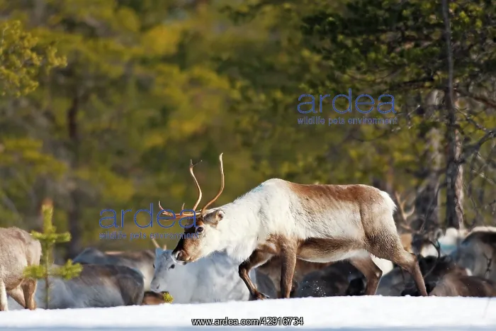 : Reindeer - in snow : Reindeer - in snow
