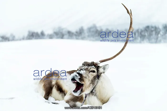  : Reindeer in snow
