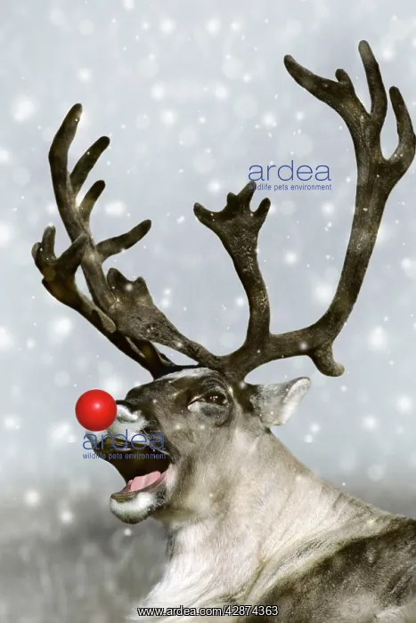 : Reindeer - with snow and red nose : Reindeer - with snow and red nose