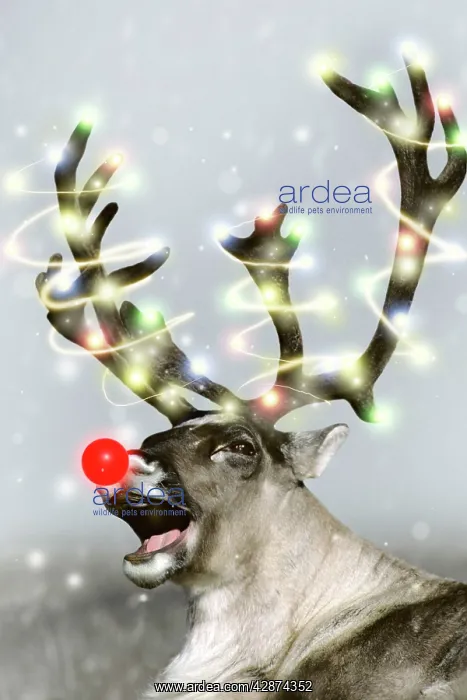 : Reindeer - with snow, red nose and lights on antlers : Reindeer - with snow, red nose and lights on antlers