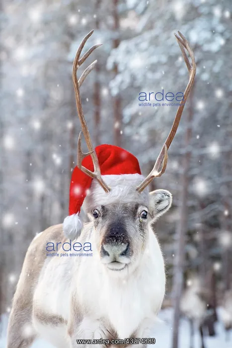: Reindeer in the snow wearing a red santa hat : Reindeer in the snow wearing a red santa hat