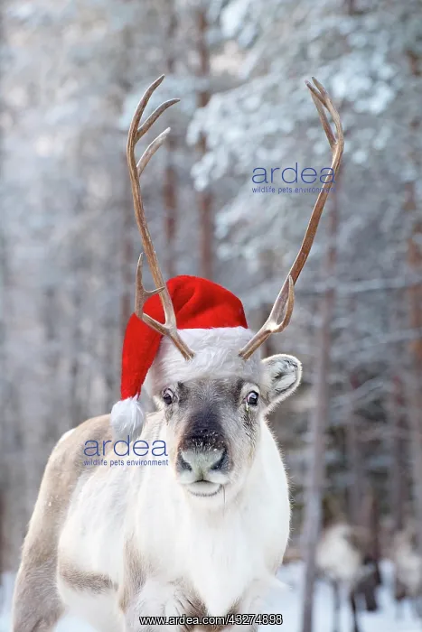 : Reindeer in the snow wearing a red santa hat : Reindeer in the snow wearing a red santa hat