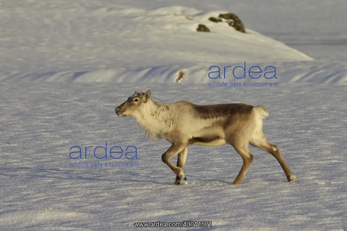  : Reindeer in snowy landscape