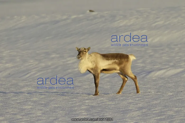  : Reindeer in snowy landscape