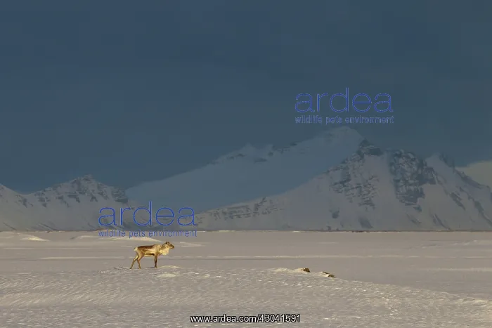  : Reindeer in snowy landscape