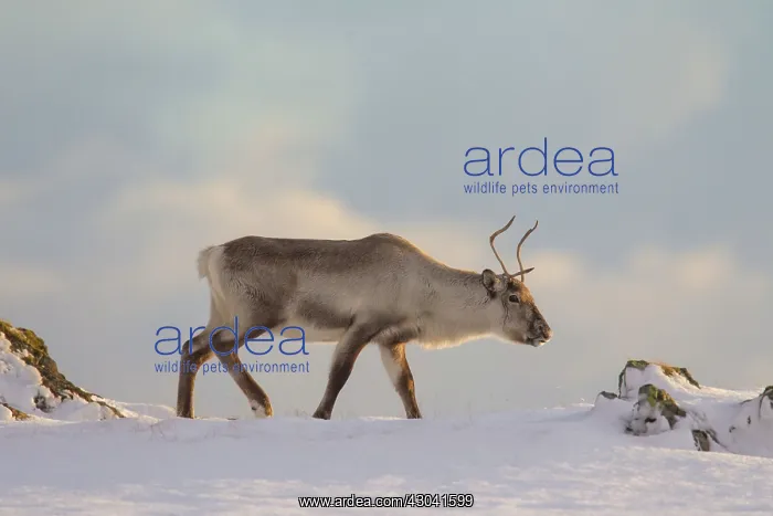  : Reindeer in snowy landscape