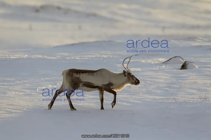  : Reindeer in snowy landscape