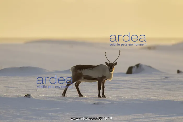  : Reindeer in snowy landscape