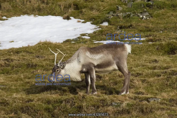  : Reindeer in snowy landscape