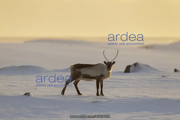  : Reindeer in snowy landscape