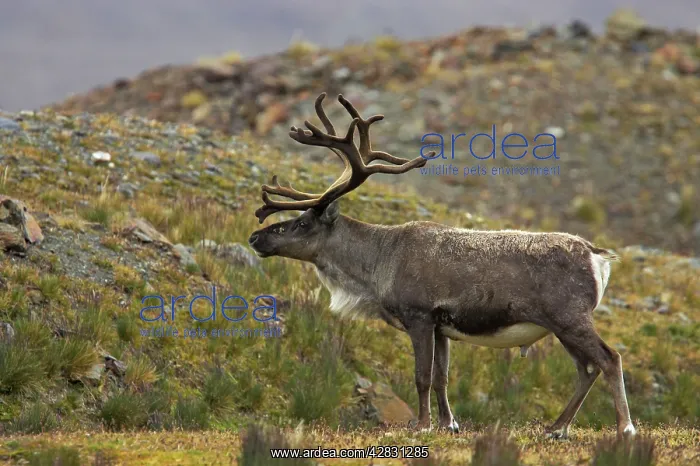 : Reindeer - Stag : Reindeer - Stag