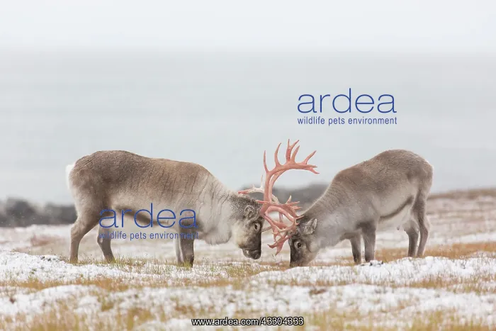 : Reindeer, Svalbard Reindeer - fighting bulls in : Reindeer, Svalbard Reindeer - fighting bulls in