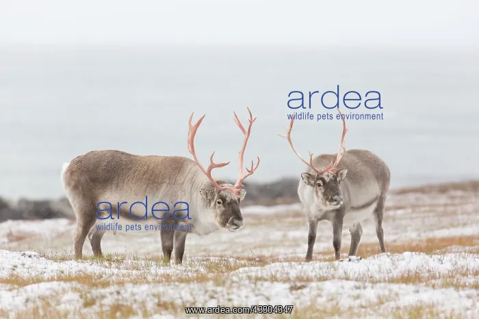 : Reindeer, Svalbard Reindeer - fighting bulls in : Reindeer, Svalbard Reindeer - fighting bulls in