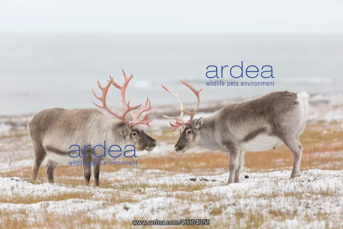 : Reindeer, Svalbard Reindeer - fighting bulls in : Reindeer, Svalbard Reindeer - fighting bulls in