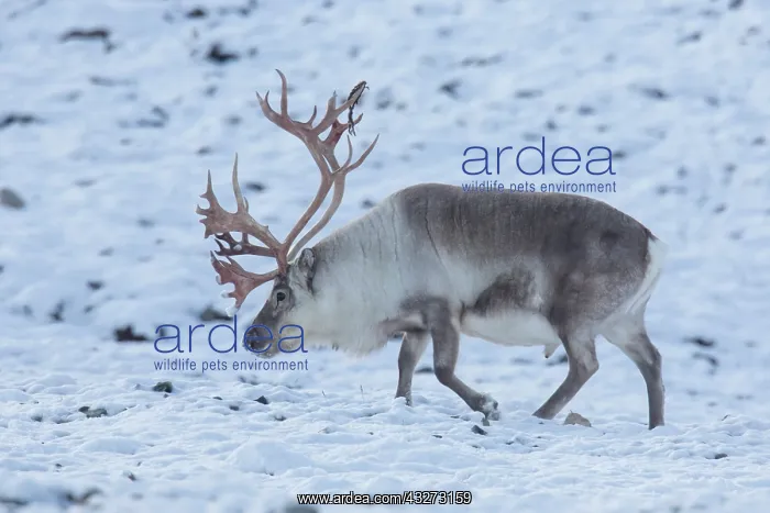 : Reindeer, Svalbard Reindeer - male in snow - Svalbard : Reindeer, Svalbard Reindeer - male in snow - Svalbard