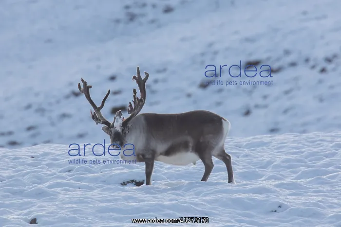 : Reindeer, Svalbard Reindeer - male in snow - Svalbard : Reindeer, Svalbard Reindeer - male in snow - Svalbard