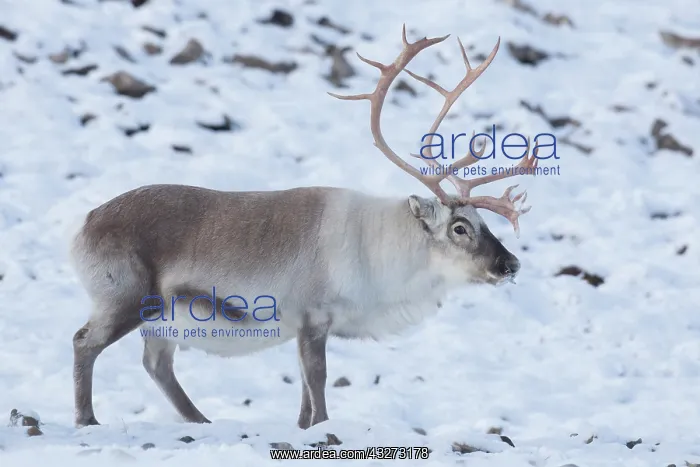 : Reindeer, Svalbard Reindeer - male in snow - Svalbard : Reindeer, Svalbard Reindeer - male in snow - Svalbard