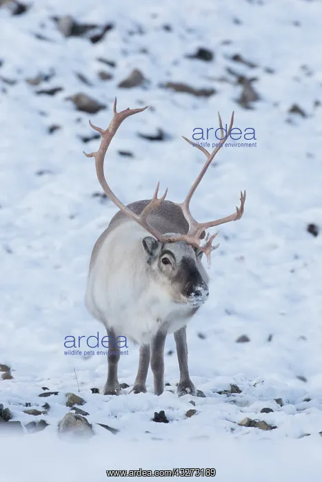 : Reindeer, Svalbard Reindeer - male in snow - Svalbard : Reindeer, Svalbard Reindeer - male in snow - Svalbard