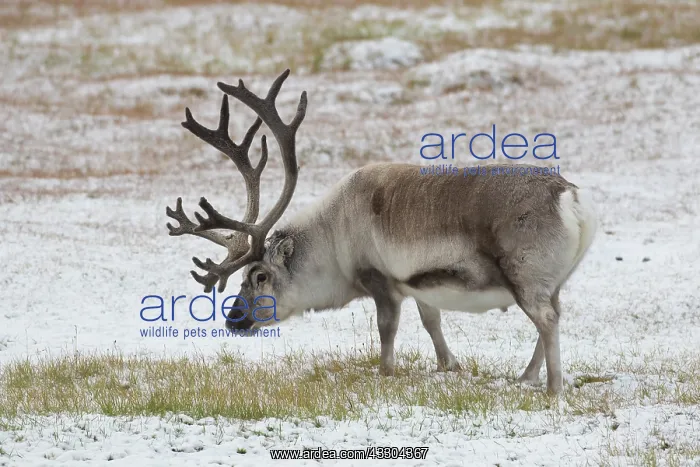  : Reindeer, Svalbard Reindeer - male in snow - Svalbard