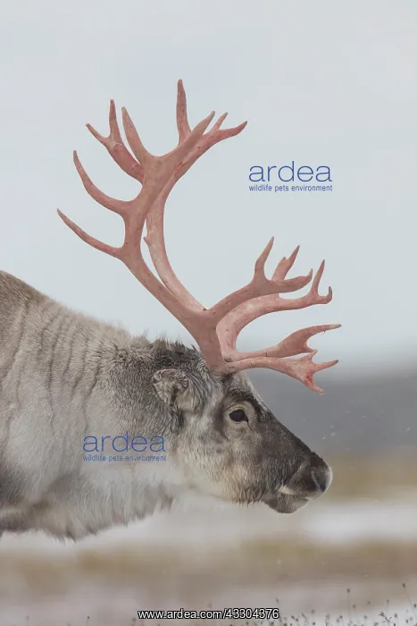 : Reindeer, Svalbard Reindeer - male in snow - Svalbard : Reindeer, Svalbard Reindeer - male in snow - Svalbard