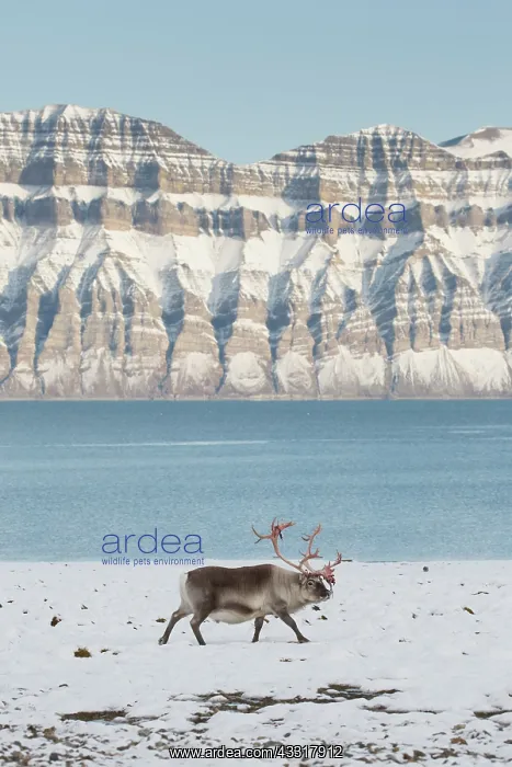 : Reindeer, Svalbard Reindeer - male in snow - Svalbard : Reindeer, Svalbard Reindeer - male in snow - Svalbard
