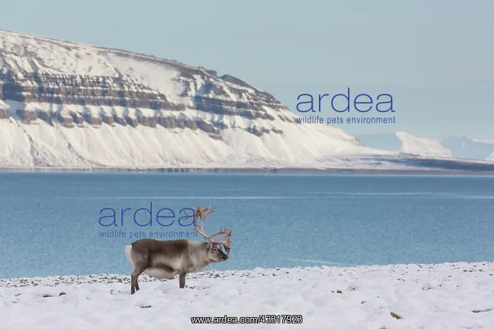 : Reindeer, Svalbard Reindeer - male in snow - Svalbard : Reindeer, Svalbard Reindeer - male in snow - Svalbard