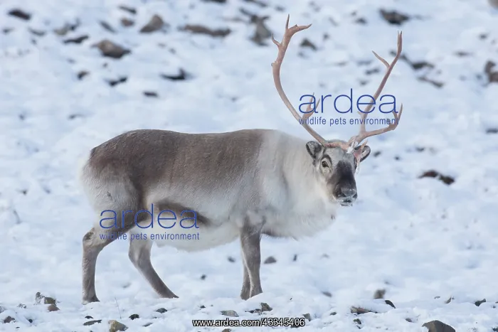 : Reindeer, Svalbard Reindeer - male in snow - Svalbard : Reindeer, Svalbard Reindeer - male in snow - Svalbard