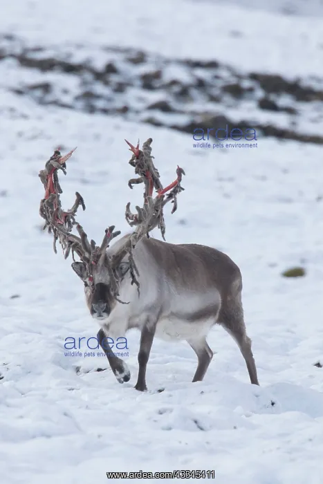: Reindeer, Svalbard Reindeer - male in snow - Svalbard : Reindeer, Svalbard Reindeer - male in snow - Svalbard