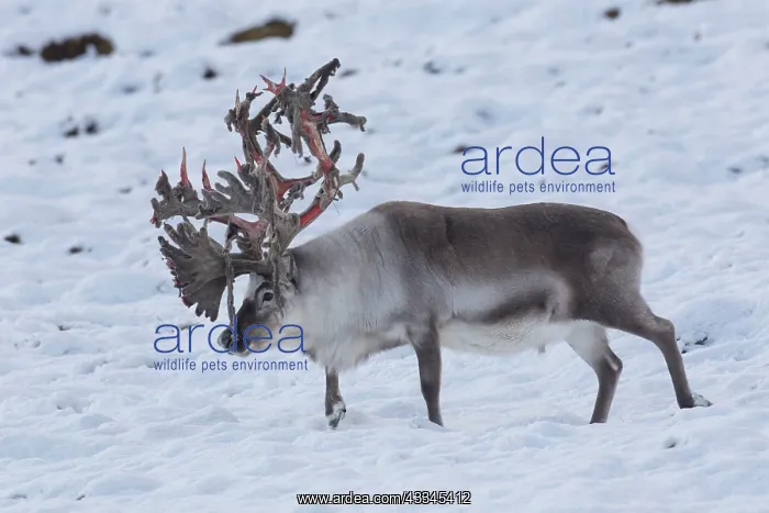 : Reindeer, Svalbard Reindeer - male in snow - Svalbard : Reindeer, Svalbard Reindeer - male in snow - Svalbard