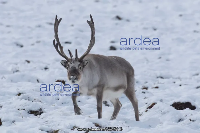 : Reindeer, Svalbard Reindeer - male in snow - Svalbard : Reindeer, Svalbard Reindeer - male in snow - Svalbard