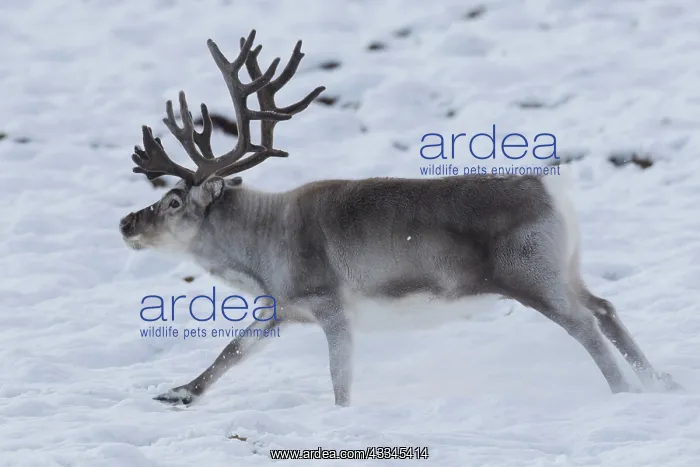: Reindeer, Svalbard Reindeer - male in snow - Svalbard : Reindeer, Svalbard Reindeer - male in snow - Svalbard